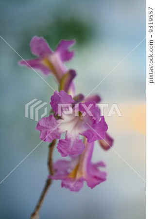 Taveb flowers 9319557