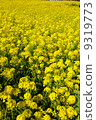 Rape flower in full bloom 1 9319773