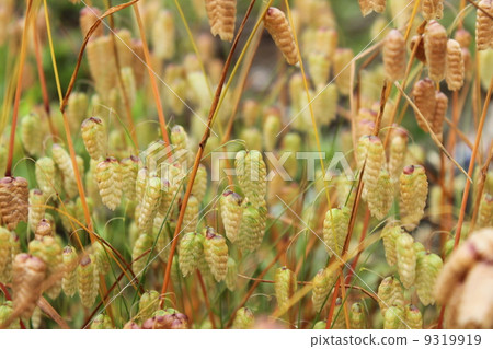 Oyamuso (gambass) 9319919