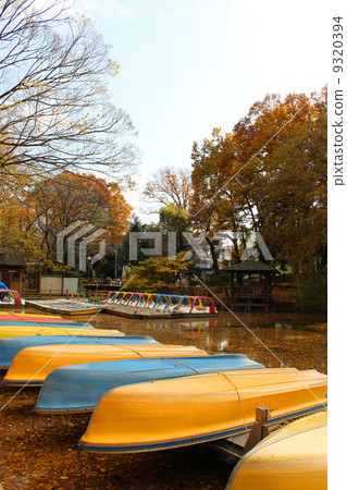 Autumn leaves of Zenpukuji Park 9320394