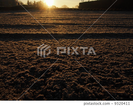 Winter morning 9320411