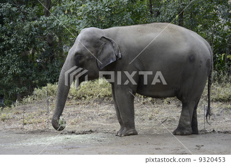 Indian elephant 9320453