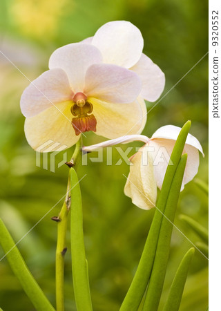 orchid orchid 9320552