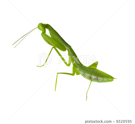 praying mantis 9320595