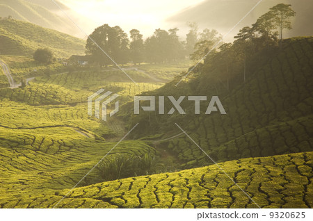 tea plantation 9320625