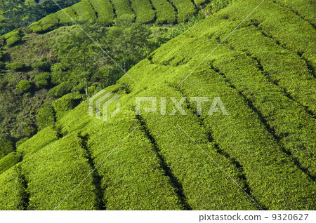 tea plantation tea plantation 9320627