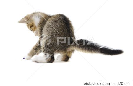 Grey kitten playing Grey kitten playing 9320661