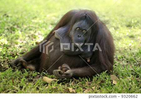 orang utan orang utan 9320662