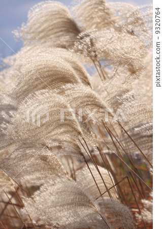 In winter, cold wind "dying withered" In winter, cold wind "dying withered" 9320764