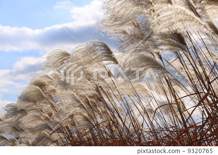 In winter, cold wind "dying withered" In winter, cold wind "dying withered" 9320765