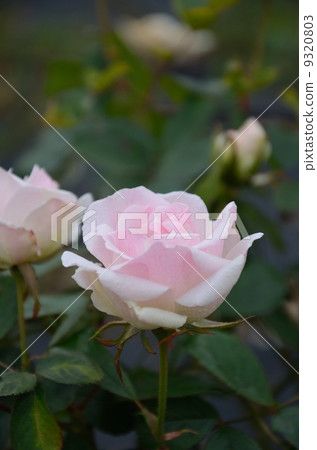 Rose Dagmar Spato 9320803