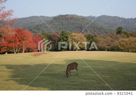 Nara Park Jikuen Nara Park Jikuen 9321041