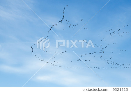 migration of birds migration of birds 9321213