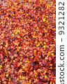 Carpet of autumn leaves 9321282