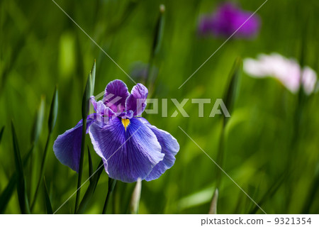 Heian Shinku Shrine iris Heian Shinku Shrine iris 9321354