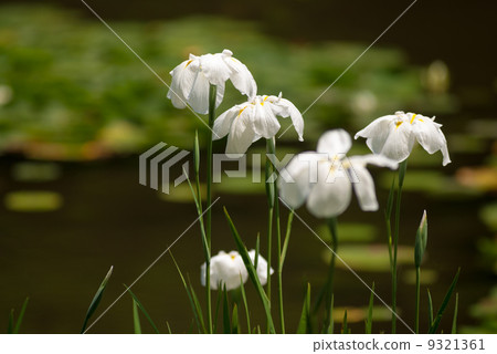 Heian Shinku Shrine iris Heian Shinku Shrine iris 9321361
