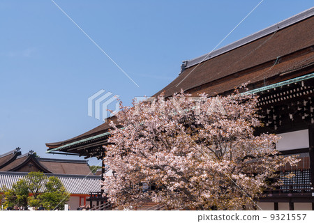京都皇宮靖國神社廣場櫻花 9321557