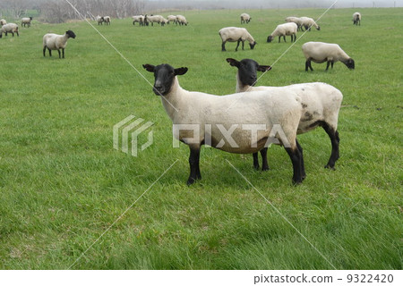 Sheep at Yashirishima 9322420