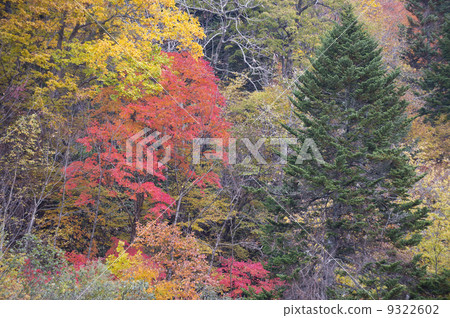 Autumn leaves 9322602