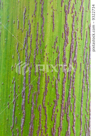Palm trunk Palm trunk 9322734
