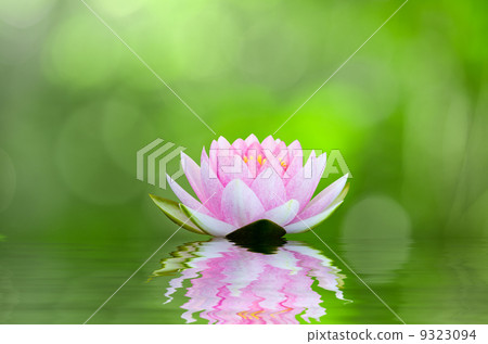 water lily , lotus on water with reflections water lily , lotus on water with reflections 9323094