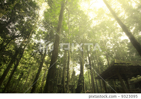 rainforest with sun rays and flare rainforest with sun rays and flare 9323095