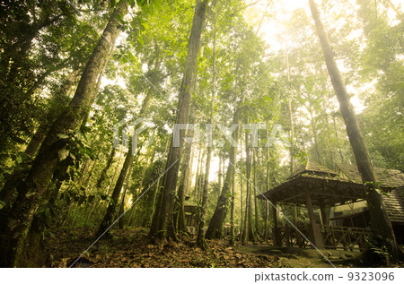 Green forest with ray of light Green forest with ray of light 9323096