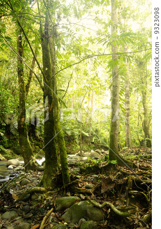 green forest green forest 9323098
