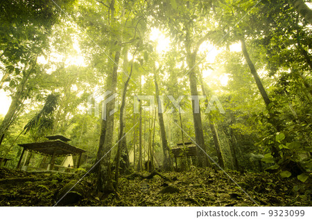 green forest green forest 9323099