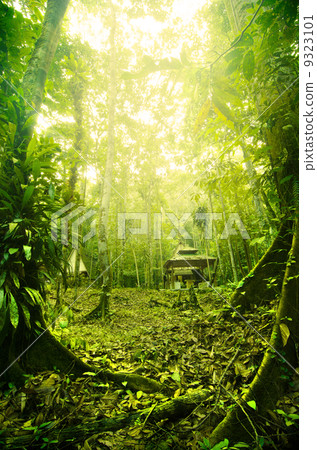 Tropical Rainforest in Malaysia during early morning with fogs Tropical Rainforest in Malaysia during early morning with fogs 9323101