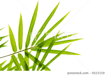Photo of Bamboo leaves isolated on white background 9323159