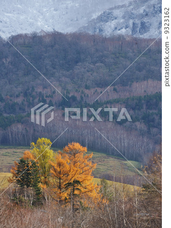 Mountains with autumn leaves and snow 9323162