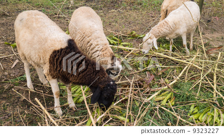 The flock of sheep is eating its food 9323227