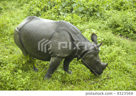 rhino 9323569