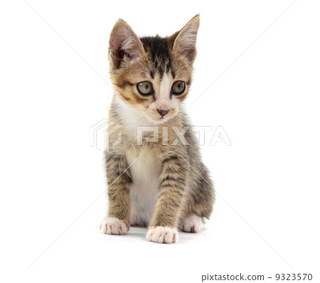 malaysian stray kitten isolated on white 9323570