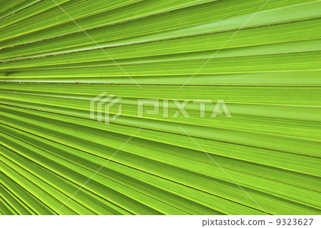 Chusan Palm Leaf section Chusan Palm Leaf section 9323627