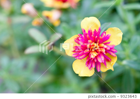 Pigweed flower 9323643