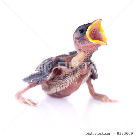Baby bird of swallow solated on white and hungry for food 9323669