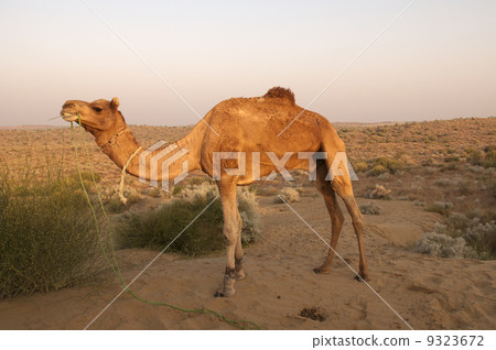 Camel, Bikaner, India Camel, Bikaner, India 9323672