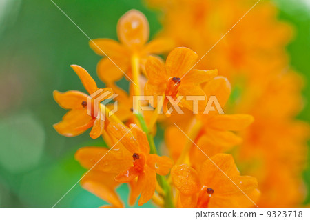 Orchid Orchid 9323718