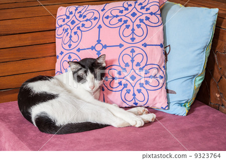 Sleeping cat Sleeping cat 9323764