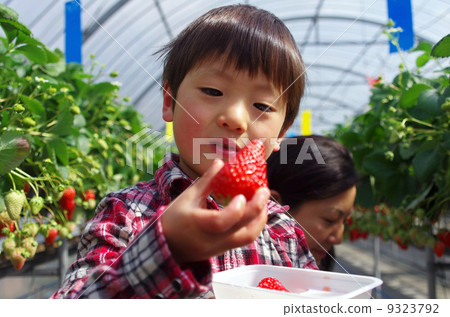 Strawberry picking 9323792