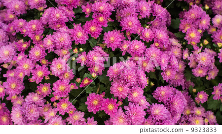 Chrysanthemum flowers Chrysanthemum flowers 9323833