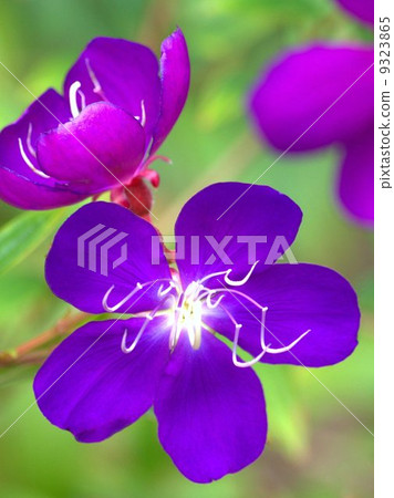 Shikono Button(紫色Konno牡丹):巴西·蜘蛛·花 Shikono Button(紫色Konno牡丹):巴西·蜘蛛·花 9323865