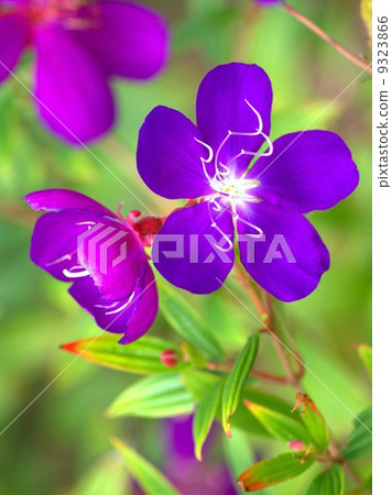 Shikono Button (purple Konno peony): Brazilian · Spider · Flower 9323866