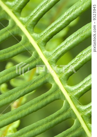 macro shot of green leaf 9323945
