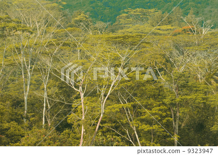 forest 9323947