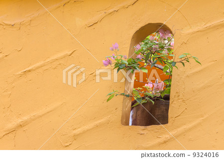 Bougainvillea and the yellow wall 9324016
