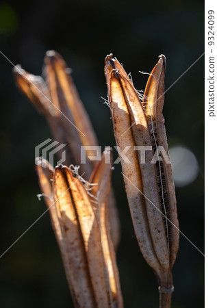 百合種 百合種 9324099