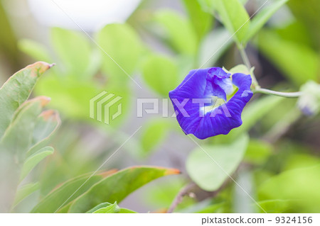 Asian pigeonwings Asian pigeonwings 9324156